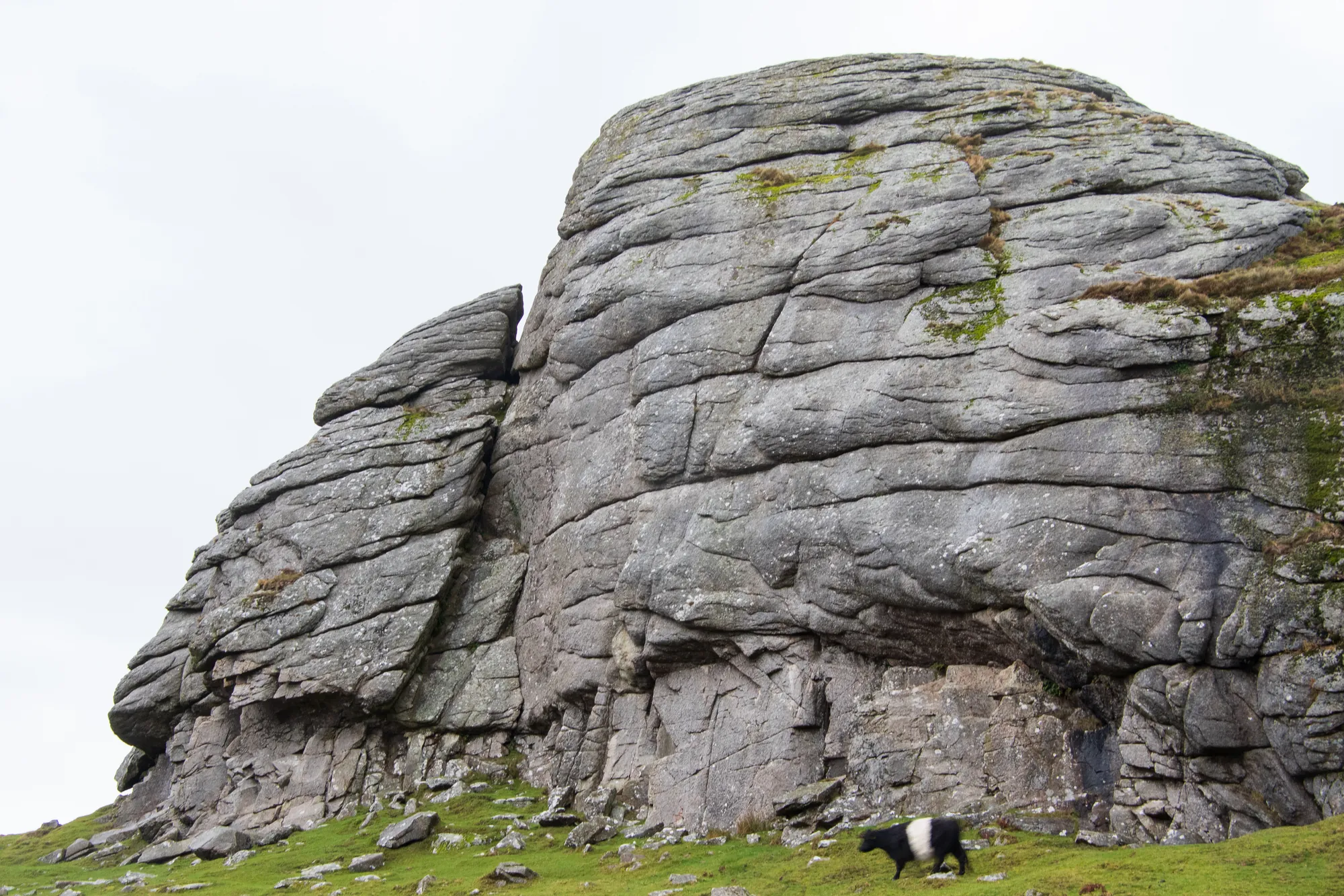 Belted Galloway, Haytor, Dartmoor. 2019.